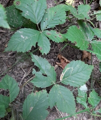 Stigmella villosella