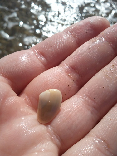 Mesodesma arctatum