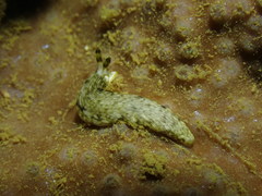 Dermatobranchus albus