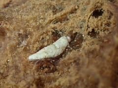 Dermatobranchus tuberculatus