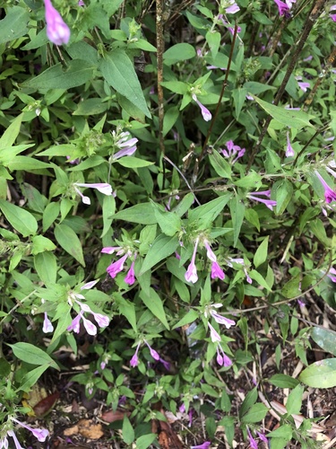 Melampyrum roseum iNat (2)