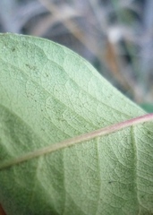 Cotoneaster multiflorus