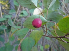 Cotoneaster multiflorus