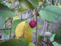 Cotoneaster multiflorus