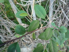 Cotoneaster multiflorus
