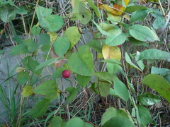Cotoneaster multiflorus