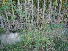 Cotoneaster multiflorus