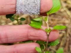 Coprosma ×cunninghamii