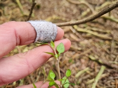 Coprosma ×cunninghamii