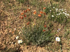 Swainsona stipularis