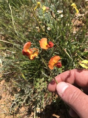 Swainsona stipularis