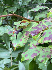 Gnamptopelta obsidianator