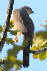 Accipiter tachiro tachiro