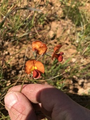 Swainsona stipularis