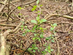 Coprosma ×cunninghamii