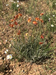 Swainsona stipularis