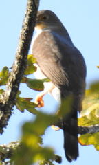 Accipiter tachiro tachiro