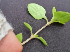 Coprosma ×cunninghamii