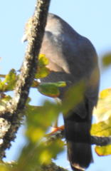 Accipiter tachiro tachiro