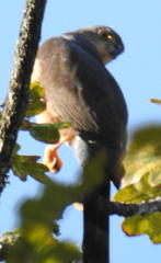 Accipiter tachiro tachiro
