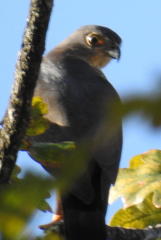 Accipiter tachiro tachiro