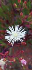 Mesembryanthemum longistylum