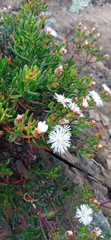 Mesembryanthemum longistylum