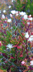 Mesembryanthemum longistylum