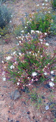Mesembryanthemum longistylum