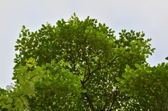 Endospermum chinense