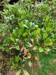 Rhododendron kawakamii