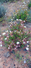 Mesembryanthemum longistylum