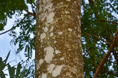 Endospermum chinense