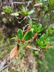 Rhododendron kawakamii