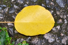 Endospermum chinense