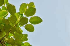 Endospermum chinense