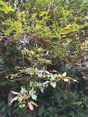Rhododendron chilanshanense