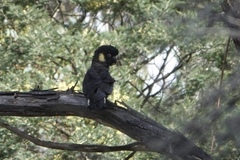 Zanda funerea xanthanota