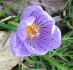 Crocus pulchellus