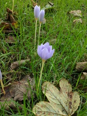 Crocus pulchellus
