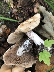 Hebeloma