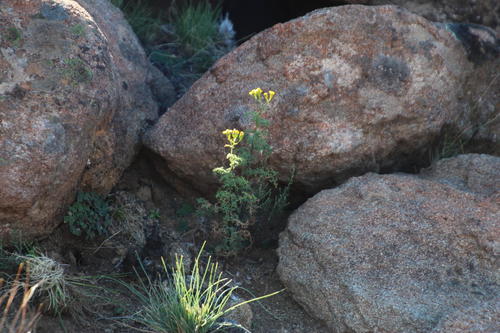 Ragged Ragwort (Senecio erysimoides)