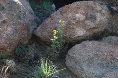 Senecio erysimoides