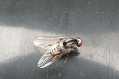 Polyporivora picta