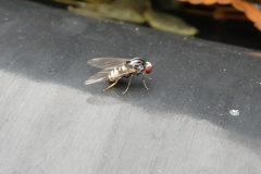 Polyporivora picta