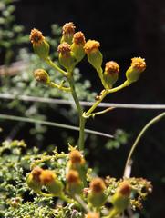 Senecio erysimoides