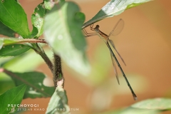 Lestes elatus