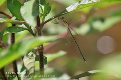 Lestes elatus