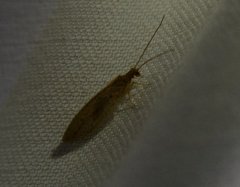 Micromus subanticus