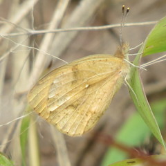 Colotis auxo
